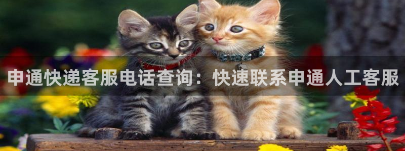 28圈不给提现：申通快递客服电话查询