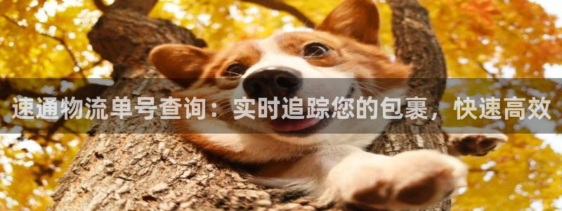 28圈加拿大28