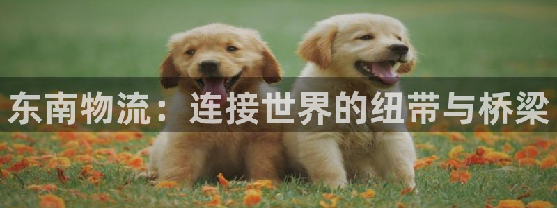 28圈网站怎么注册：东南物流：连接世